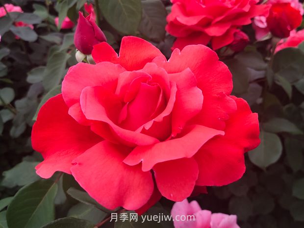 月季的文化世界，園林綠化的多彩花海(圖1)