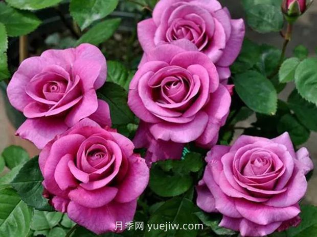冥王星月季的優(yōu)缺點(diǎn)是什么？(圖1)