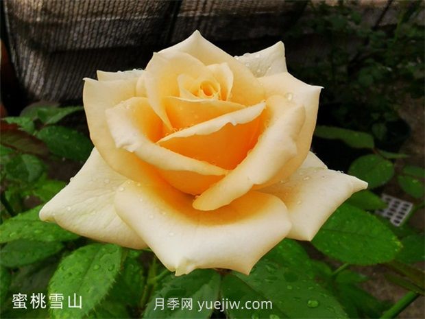 蜜桃雪山月季，高貴的一款切花月季(圖1)