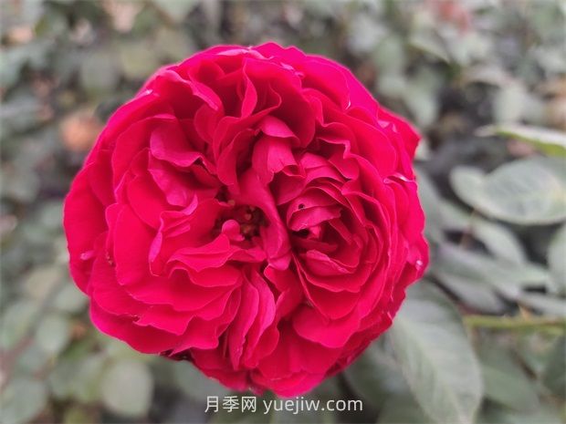 茶花女月季的優(yōu)點(diǎn)和缺點(diǎn)知多少(圖1)