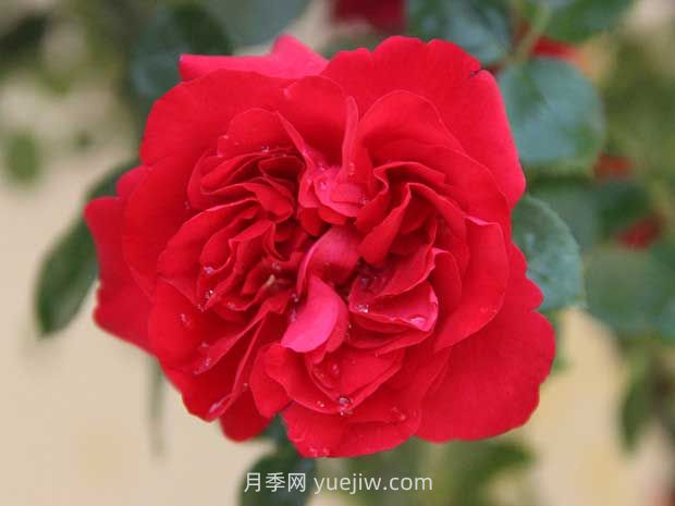 魯碩紅月季的優(yōu)缺點是什么？(圖1)
