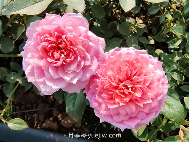 鈴之妖精月季怎么樣，有哪些優(yōu)缺點(diǎn)？(圖1)