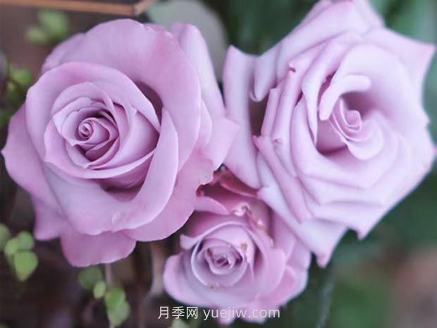 海洋之歌月季的優(yōu)缺點？適合新手養(yǎng)殖嗎？(圖1)