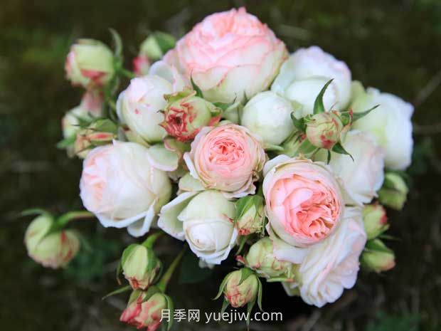 可愛多月季的優(yōu)缺點是什么？(圖1)