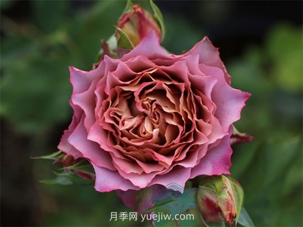 英倫節(jié)拍月季的優(yōu)缺點(diǎn)是什么？(圖1)