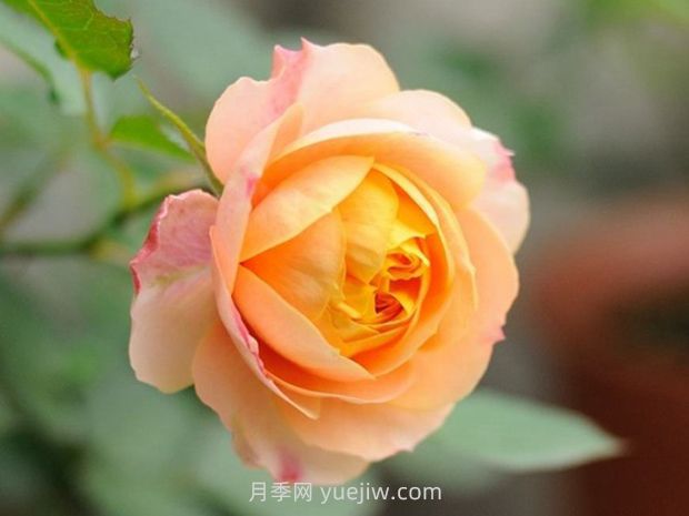浪漫寶貝月季的優(yōu)缺點(diǎn)是什么？(圖1)
