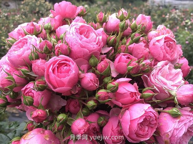 艾拉絨球月季的優(yōu)缺點(diǎn)是什么？(圖1)