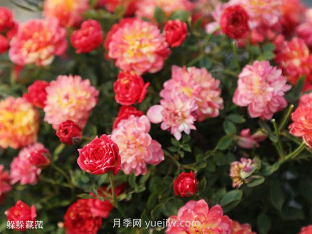 躲躲藏藏月季的優(yōu)缺點是什么？(圖1)