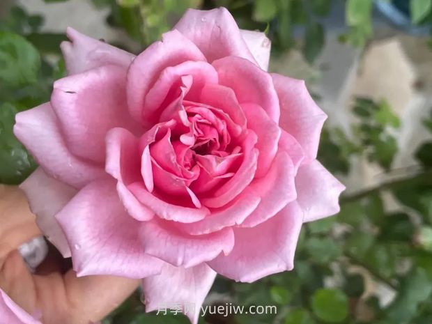 龐巴度月季的優(yōu)缺點(diǎn)是什么？(圖1)