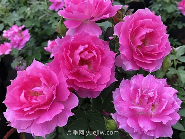 天方夜譚月季的優(yōu)缺點是什么？(圖1)