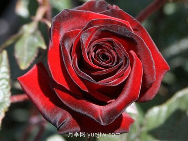 黑魔術(shù)月季的優(yōu)缺點(diǎn)是什么？(圖1)