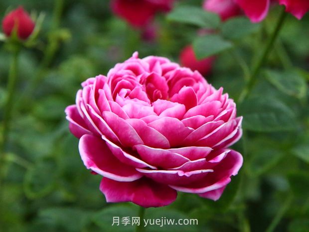 日本瑪麗玫瑰月季的優(yōu)缺點是什么？(圖1)