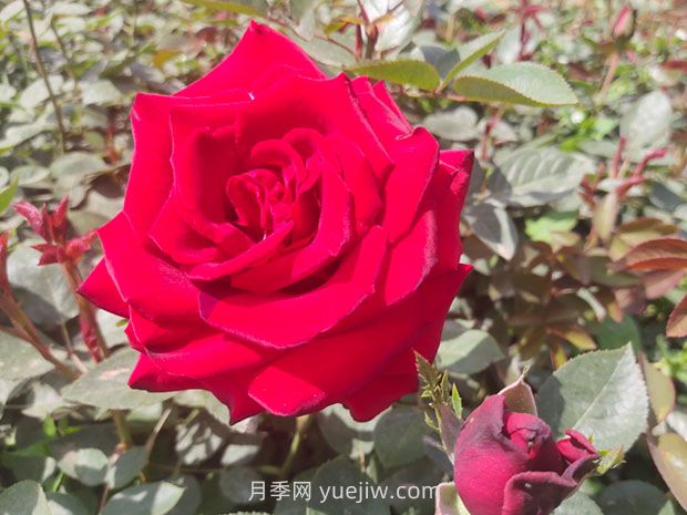 卡羅拉月季的優(yōu)缺點(diǎn)是什么？(圖1)