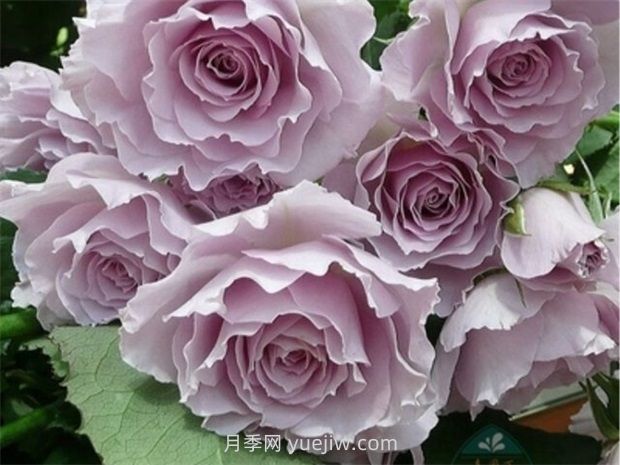紫色白色的完美結(jié)合，蜻蜓月季有什么優(yōu)缺點(diǎn)？(圖1)