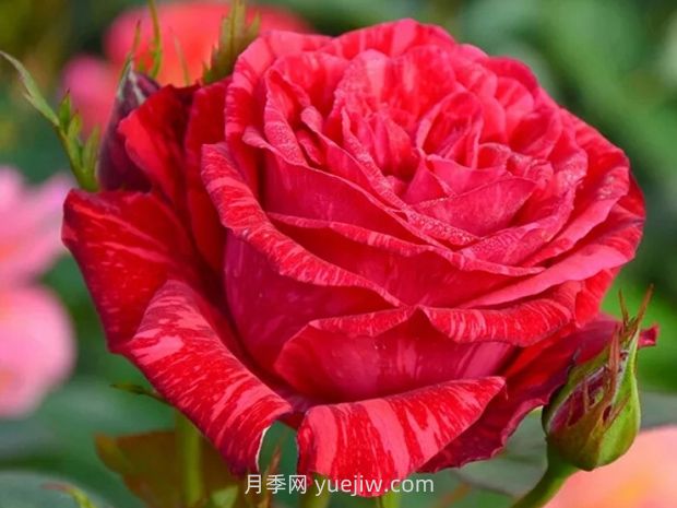紅色直覺月季的優(yōu)缺點(diǎn)是什么？(圖1)