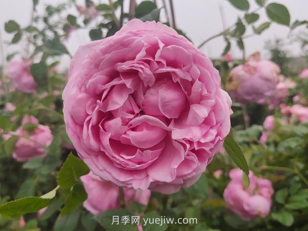 粉嫩可愛的自由精神月季優(yōu)缺點(diǎn)有什么？(圖1)