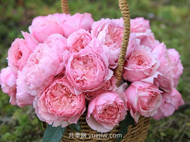 美咲月季的優(yōu)缺點是什么？(圖1)