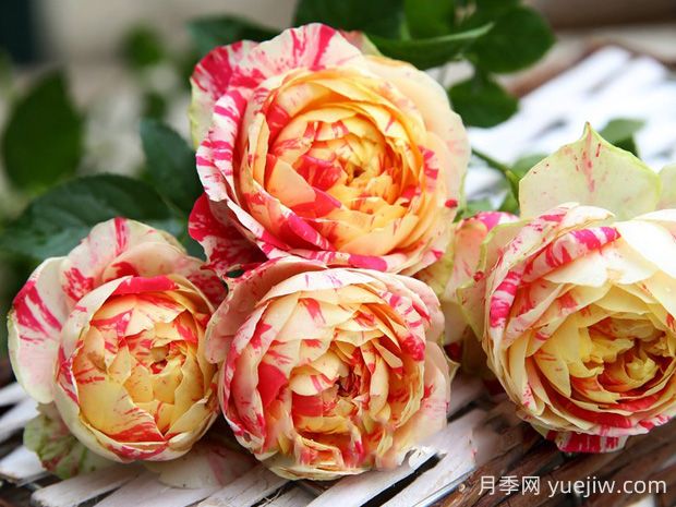 狂歡派對月季的優(yōu)缺點是什么？(圖1)
