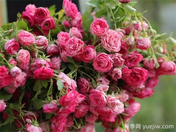 胭脂扣月季的優(yōu)缺點(diǎn)分析，爆花藤本海洋(圖1)