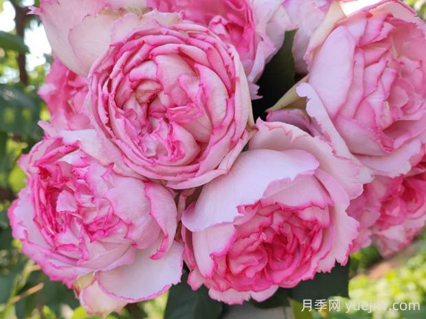 伊芙繁華都市月季的優(yōu)缺點(diǎn)是什么？(圖1)