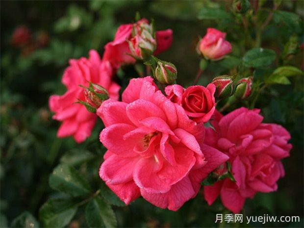寒地玫瑰月季的優(yōu)缺點(diǎn)是什么？(圖1)