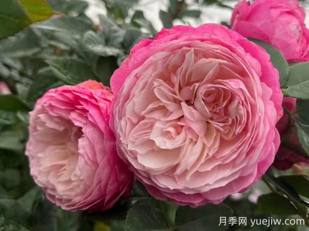 康斯坦茨月季的優(yōu)缺點(diǎn)是什么？(圖1)