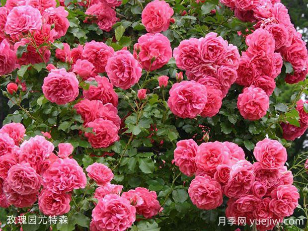 玫瑰園尤特森月季的優(yōu)缺點(diǎn)是什么？(圖1)