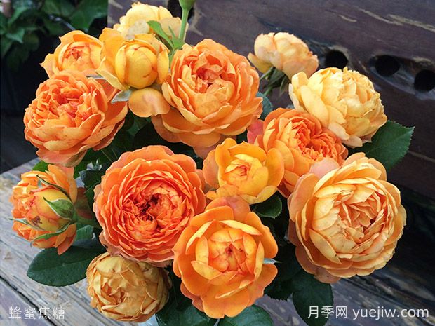 蜂蜜焦糖月季的優(yōu)缺點(diǎn)是什么？(圖1)