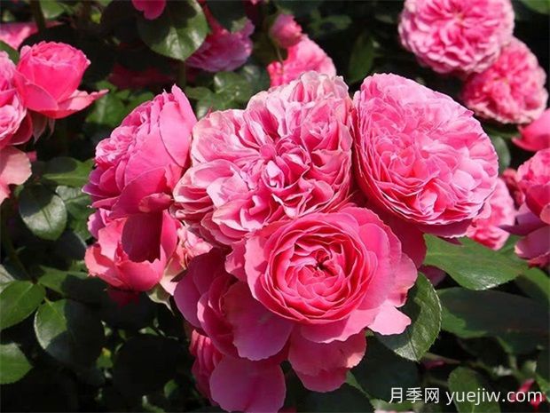 大游行和粉色達芬奇優(yōu)缺點是什么？(圖2)
