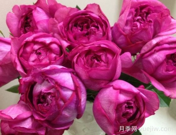 伊芙熱情月季的優(yōu)缺點(diǎn)是什么？(圖1)