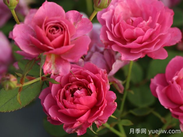 葵月季的優(yōu)缺點(diǎn)是什么？(圖1)