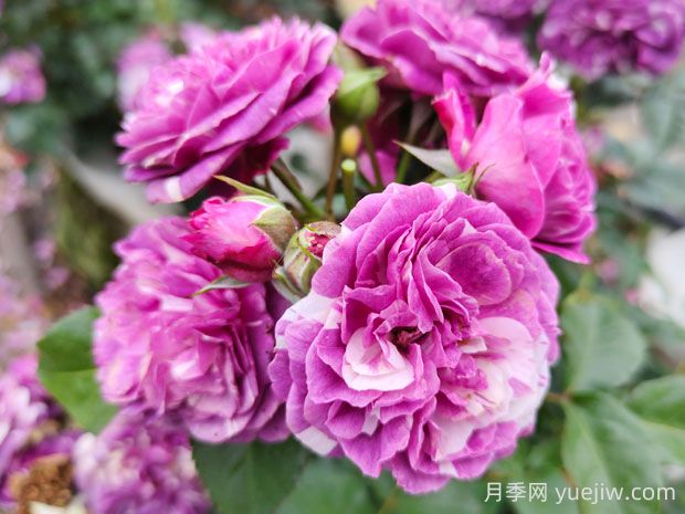 芬芳寶石月季的優(yōu)缺點是什么？(圖1)