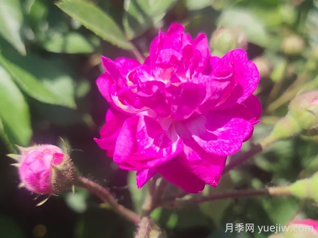 葡萄園之歌月季的優(yōu)缺點是什么？(圖1)