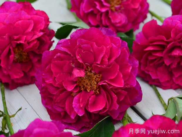 暮光之城月季優(yōu)缺點(diǎn)分析，獨(dú)具魅力的紫紅色(圖1)