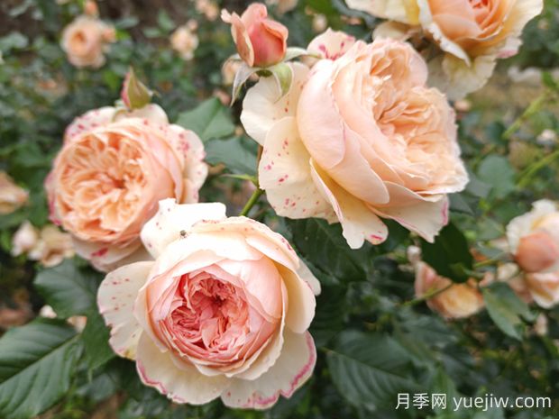 真宙月季的優(yōu)缺點是什么？(圖1)