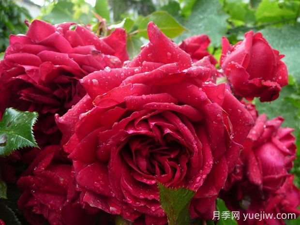玫瑰國(guó)度的天使月季的優(yōu)缺點(diǎn)是什么？(圖1)