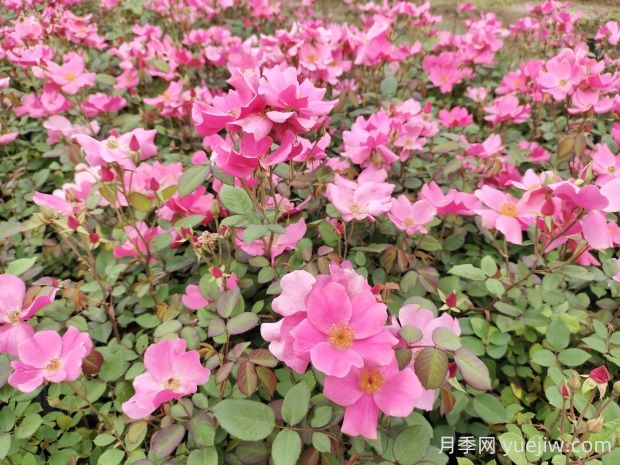 杏花村月季的優(yōu)缺點(diǎn)是什么？(圖1)