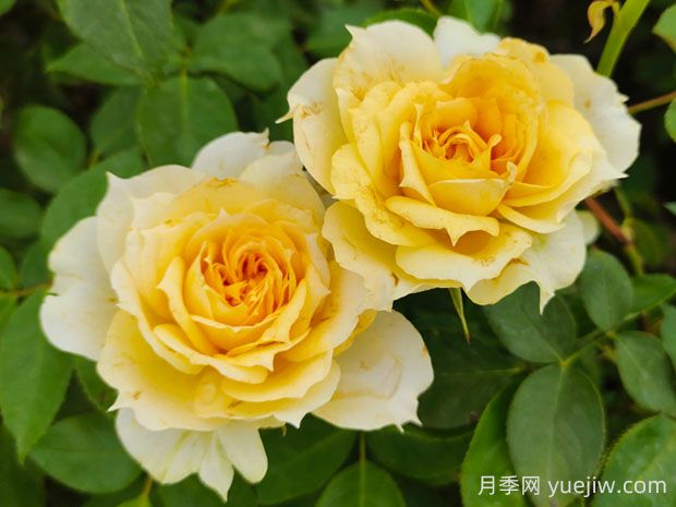 陽(yáng)光古董月季的優(yōu)缺點(diǎn)是什么？(圖1)