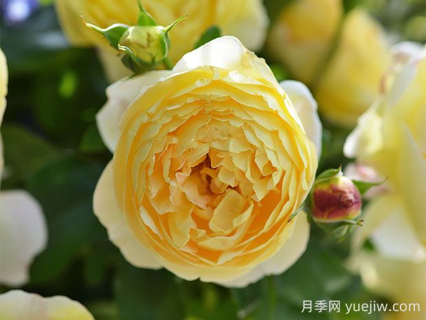 黃金城堡月季的優(yōu)缺點是什么？(圖1)