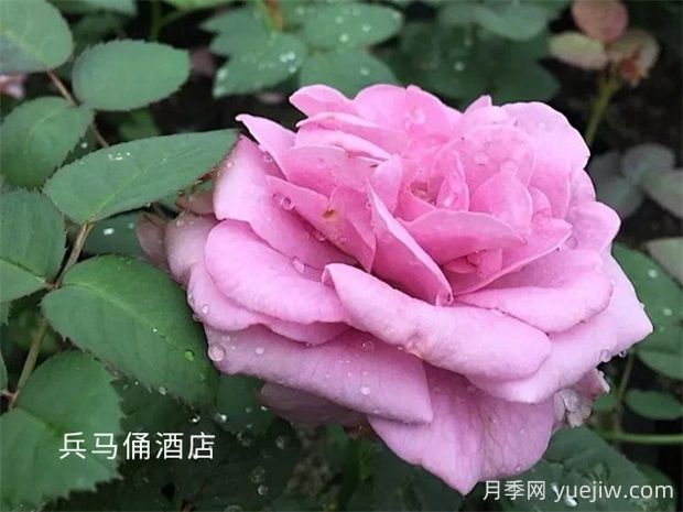 兵馬俑酒店月季的優(yōu)缺點是什么？(圖1)