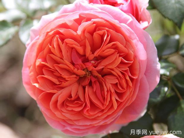 音樂廳月季的優(yōu)缺點(diǎn)是什么？(圖1)