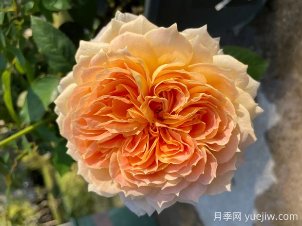 焦糖古董月季的優(yōu)缺點(diǎn)是什么？(圖1)