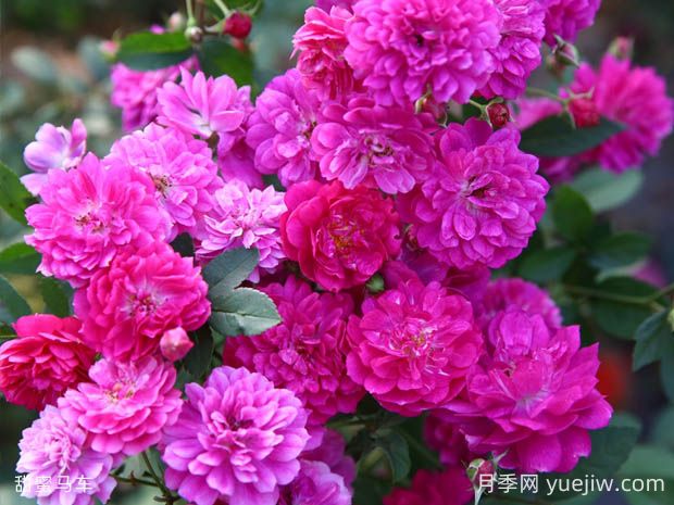 甜蜜馬車月季的優(yōu)缺點是什么？(圖1)