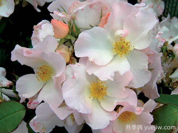 莎莉福爾摩斯月季的優(yōu)缺點(diǎn)是什么？(圖1)