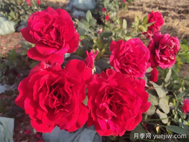 薩曼莎月季的優(yōu)缺點(diǎn)是什么？(圖2)