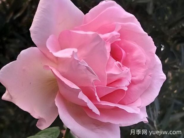 偉大世紀月季的優(yōu)缺點是什么？(圖1)