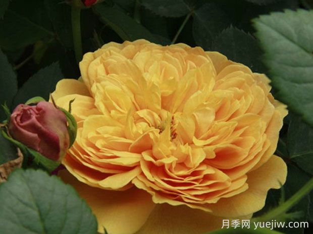 利亞圖圖月季的優(yōu)缺點是什么？(圖1)