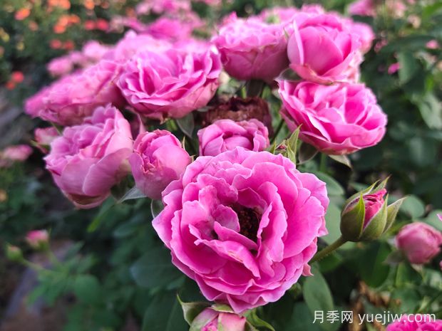 紫霧泡泡月季的優(yōu)缺點(diǎn)是什么？(圖1)