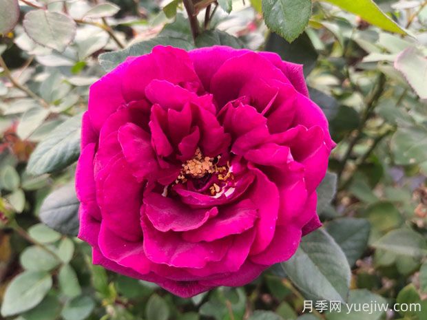 皇宮月季的優(yōu)缺點是什么？(圖1)