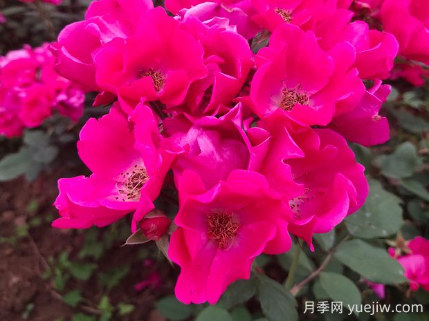 小桃紅月季的優(yōu)缺點是什么？(圖1)